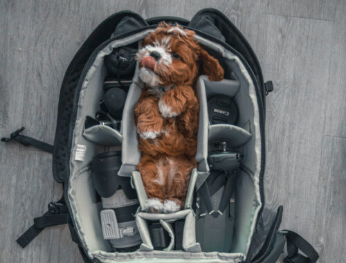 Как выбрать отель для путешествия с животными на