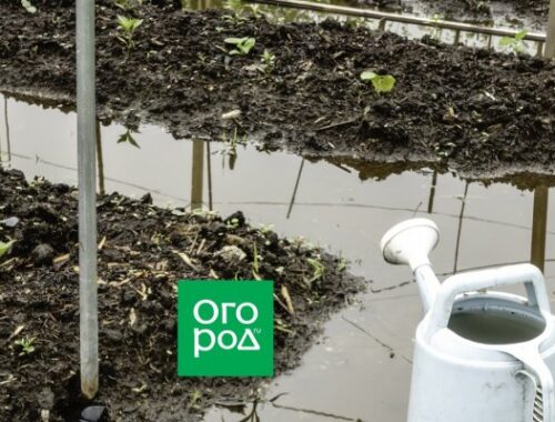 Участок в низине: как приподнять огород | Дела огородные () Участок в низине: как приподнять огород | Дела огородные ()