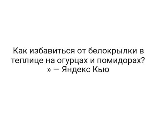 Как избавиться от белокрылки в теплице на огурцах и помидорах? » — Яндекс Кью